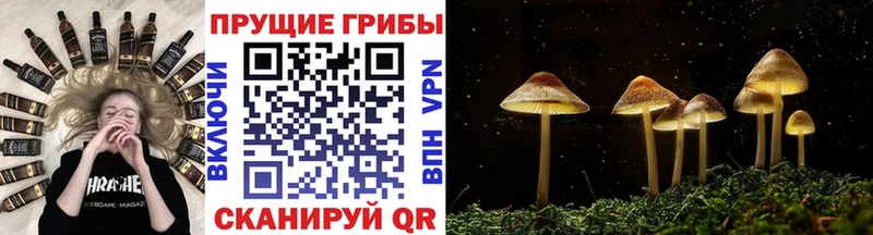 Галлюциногенные грибы ЛСД  Зеленогорск 